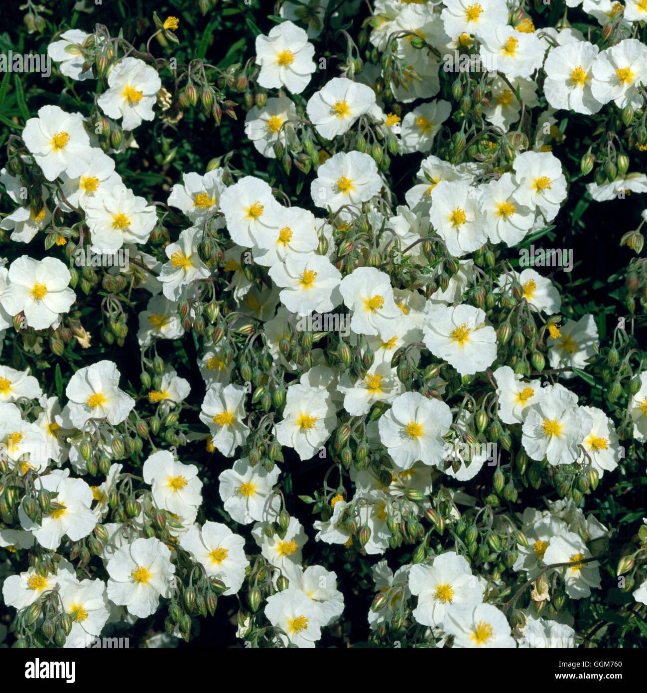 Helianthemum - `Wisley White'   TRS021563 Stock Photo